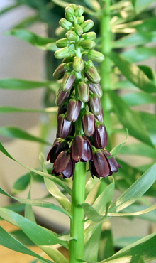 FRITILLARIA PERSICA PURPLE DYNAMITE