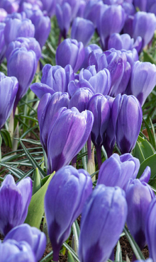 CROCUS BLUE OCEAN