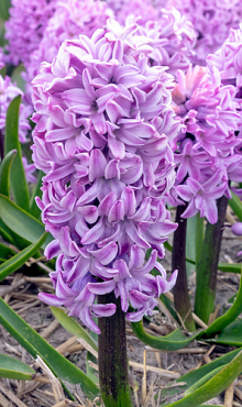 HYACINTHUS PURPLE VOICE