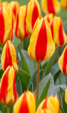 TULIPA GOUDSTUK