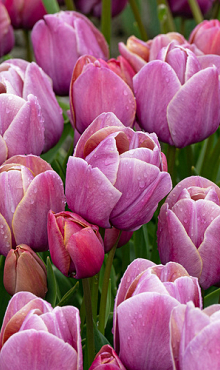 TULIPA BLUE HEAVEN