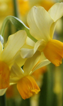 NARCISSUS EATON SONG
