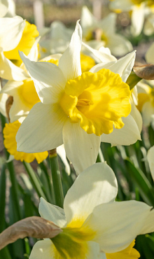 NARCISSUS FEBRUARY SILVER