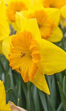 NARCISSUS PRIDE OF LIONS