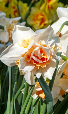 NARCISSUS REPLETE