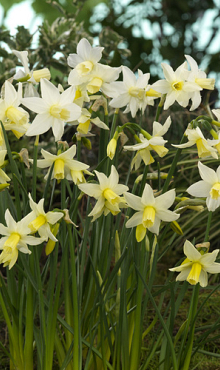 NARCISSUS TOTO