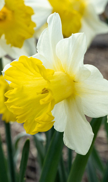 NARCISSUS VICTORIA