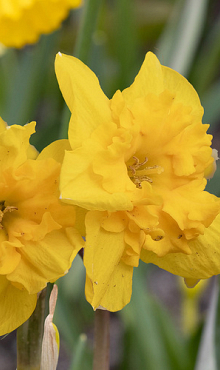 NARCISSUS YELLOW PARROT