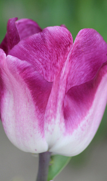 TULIPS SHIUN