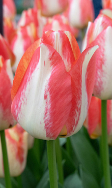 TULIPA SPRYNG SUNRISE