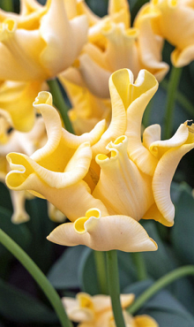 TULIPA YELLOW CROWN