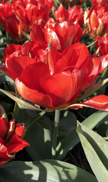 TULIPA LOVE VALLEY