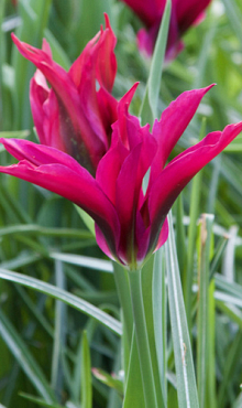TULIPA PURPLE DOLL