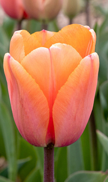 TULIPA APRICOT IMPRESSION