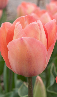 TULIPA SALMON VAN EIJK