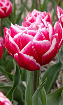 TULIPA COLUMBUS