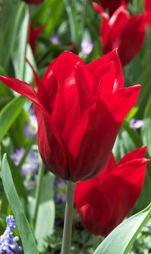 TULIPA PRETTY WOMAN