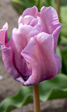 TULIPA BLUE PARROT