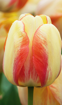 TULIPA BEAUTY OF SPRING