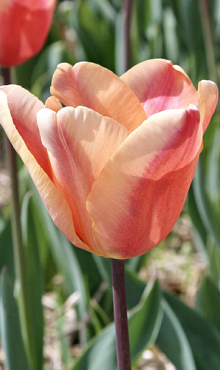 TULIPA APRICOT FOXX