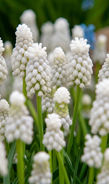MUSCARI AUCHERI WHITE MAGIC