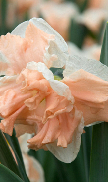NARCISSUS APRICOT WHIRL