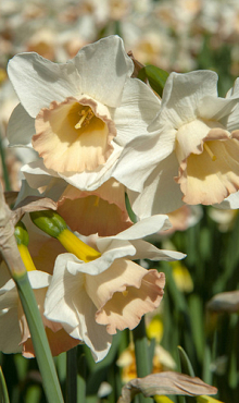 NARCISSUS COSMOPOLITAN