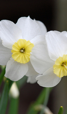 NARCISSUS SEGOVIA