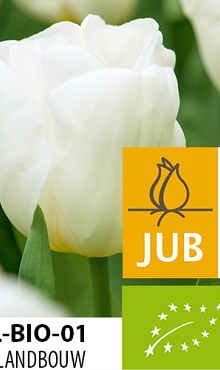 TULIPA CALGARY BIOLOGISCH