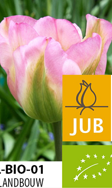 TULIPA GROENLAND BIOLOGISCH