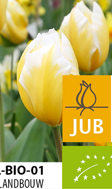 TULIPA SWEETHEART BIOLOGISCH
