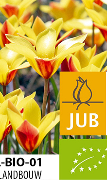 TULIPA TACO BIOLOGISCH