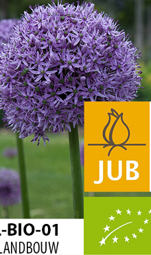 ALLIUM GLADIATOR BIOLOGISCH