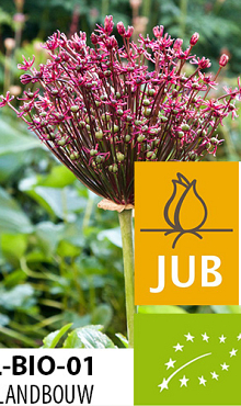 ALLIUM MAGIC BIOLOGISCH