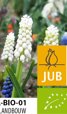 MUSCARI CASABLANCA BIOLOGISCH