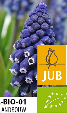 MUSCARI JOYCE SPIRIT BIOLOGISCH