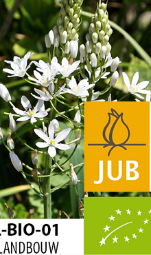 ORNITHOGALUM SOCHII BIOLOGISCH