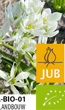 ORNITHOGALUM WHITE TROPHY BIOLOGISCH