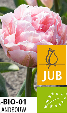TULIPA DREAMER BIOLOGISCH