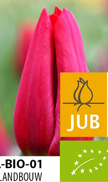 BIO TULIPA STRONG LOVE