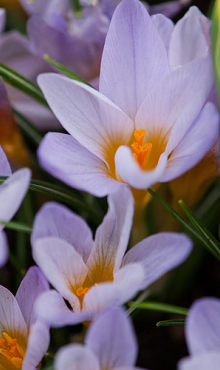 CROCUS SPECIE ETR. ROSALIND
