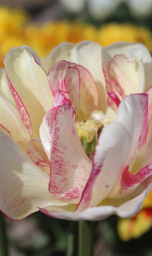 TULIPA DOUBLE SHAKE