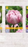 X  350 TULPEN DUBBEL LAAT 11/12