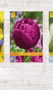 X  350 TULPEN DUBBEL VROEG 11/12