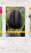 X  350 TULPEN ENKEL LAAT 11/12