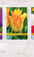 X  350 TULPEN LELIEBLOEMIG 11/12