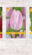 X  350 TULPEN TRIUMPH 11/12