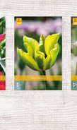 X  350 TULPEN VIRIDIFLORA 11/12