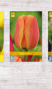 X  200 TULPEN JUMBO 14/+