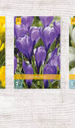 X  1000 CROCUS GROOTBLOEMIG 8/9